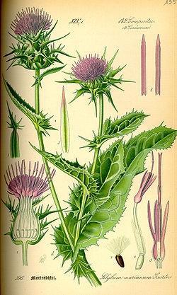 Milk Thistle flowering